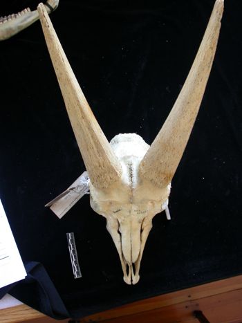 Media type: image;   Mammalogy 25355